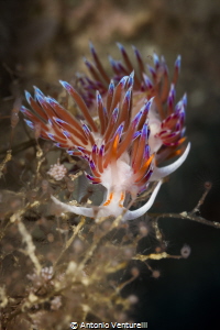 Pair of Cratena peregrina_September 2024
(CanonEF100,1/2... by Antonio Venturelli 